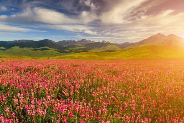 Valley of flower trek