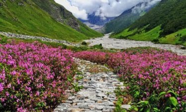 Valley of flowers