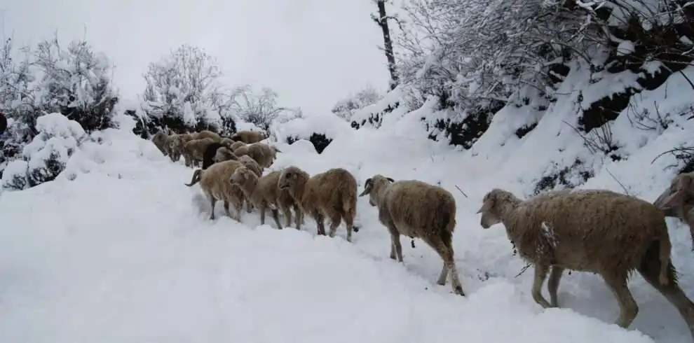 Kuari Pass Trek 2024 Best Time Height Distance Weather