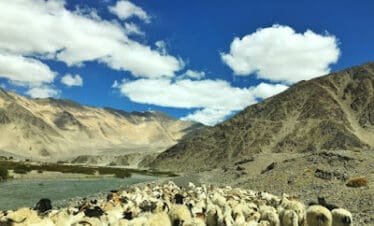 Losar