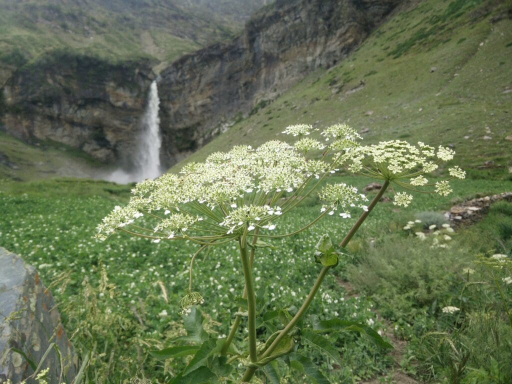 Sissu Waterfall