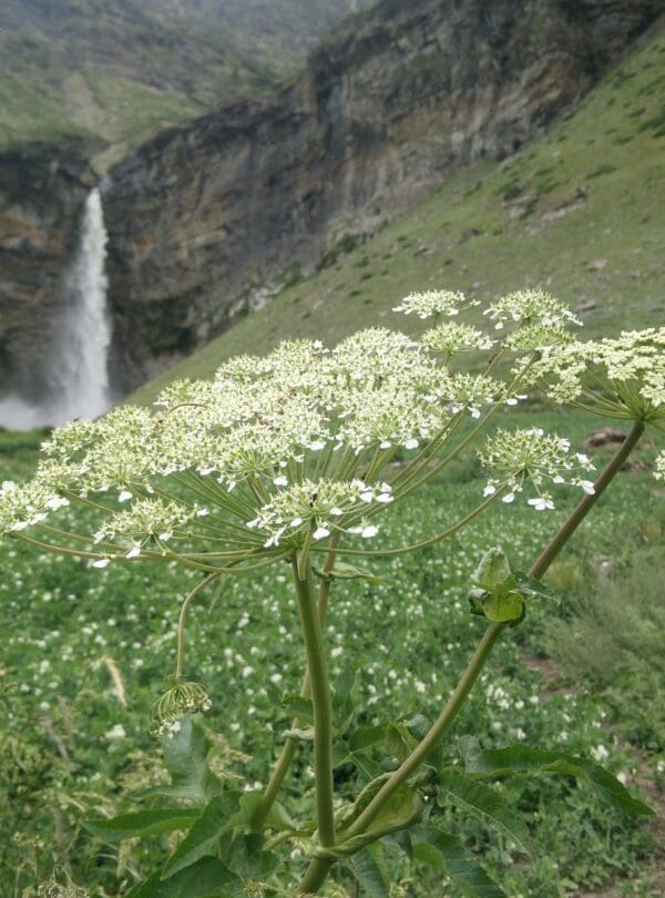 Sissu Waterfall