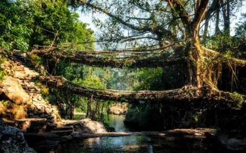 Nongriat Living Root Bridge Trek